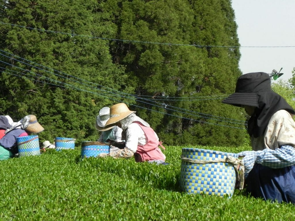 Matcha Production Hand Picking Tea
